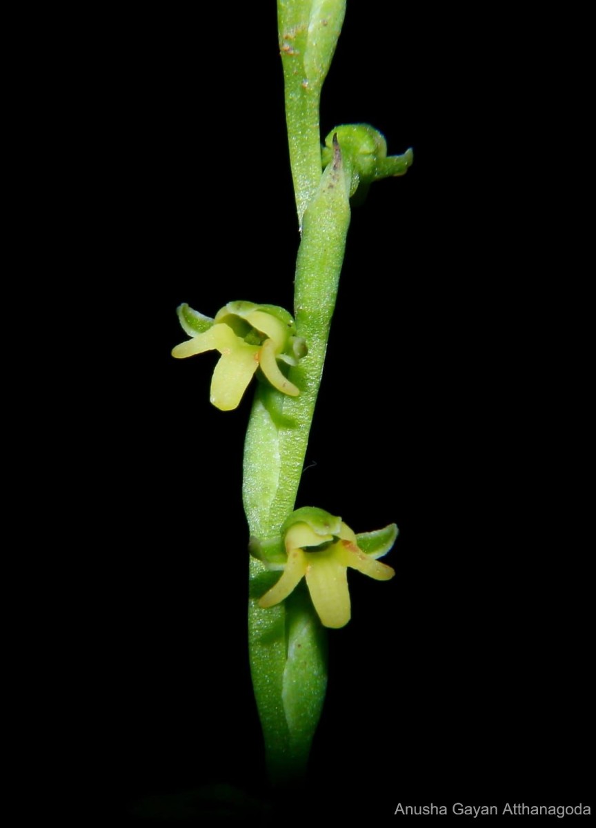 Peristylus spiralis A.Rich.
